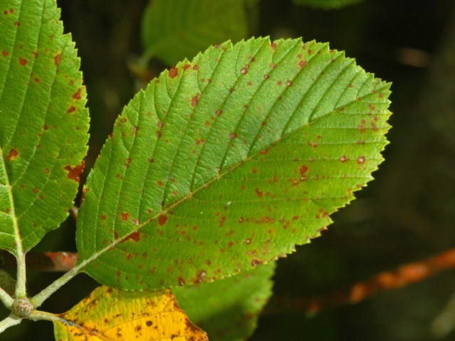 Pianta con dei piccoli frutti rossi -  Sorbus aria